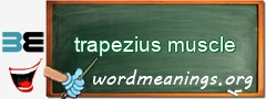 WordMeaning blackboard for trapezius muscle